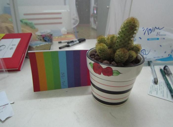 在广州开发区装修公司内摆放的一盆仙人掌照片