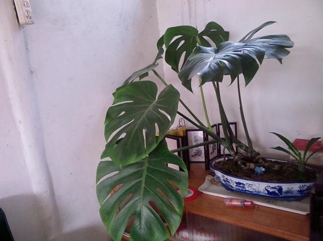 绿色植物龟背竹照片